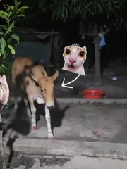 Bố gọi 'con gái' vào ăn cơm như bình thường nhưng lại khiến dân mạng bất ngờ