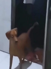 Chú chó ngơ ngác khi thấy ông chủ chịu đòn thay mình