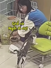 Chú mèo biết lấy ghế cho cô chủ ngồi
