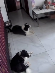 Hai chú chó dùng kế 'điệu hổ ly sơn' lừa ông chủ