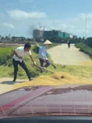 Xúc động cảnh tài xế ô tô giúp hai cụ dọn lúa giữa trưa nắng