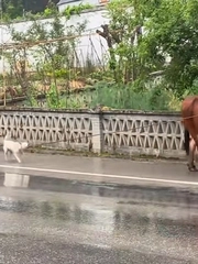 Chú chó thông minh giúp gia chủ chăn bò