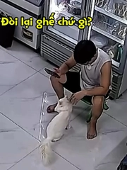 Chú mèo dùng chiêu 'mỹ nhân kế' để đòi lại chiếc ghế yêu thích