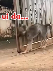 Ngại hết cả 'cậu Vàng'