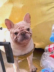 Chú chó kiếm hàng trăm triệu đồng nhờ nhặt ve chai