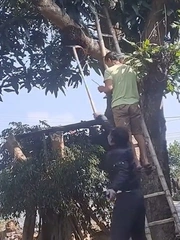 Bị ong đốt vì nghịch dại