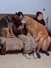Cô chủ bị chó cưng bám chặt như hình với bóng