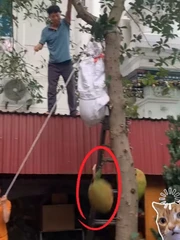 Tuyệt chiêu hái mít khiến ai cũng bất ngờ