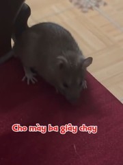 Chú chuột lì đòn