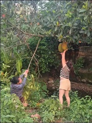 Hai người phụ nữ kéo gãy cành cây khi hái mít