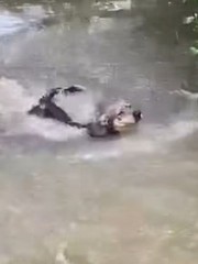 Nhà nuôi được chú chó đáng đồng tiền bát gạo