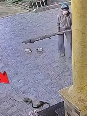 Pha bắt rắn siêu cồng kềnh