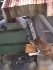 Chú chó chạy ra nhận hàng khi shipper bấm chuông