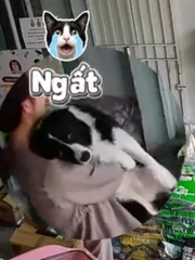 Chú chó ngất xỉu khi nghe 'trộm chó' rủ đi chơi