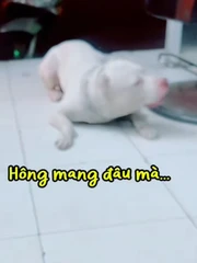 Chú chó giận dỗi khi cậu chủ bắt đeo rọ mõm mới cho đi chơi