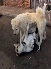 Chó 'đại ca' có màn dạy dỗ khiến đàn em sợ ra mặt