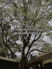 'Hoa sưa chùa Trấn Quốc nở trắng trời rồi' là gì mà thành mật mã tình yêu?