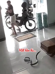 Cô gái hét toáng vì phát hiện có 'bé Na' ghé thăm nhà