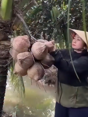 Màn chặt dừa nhàn nhất quả đất