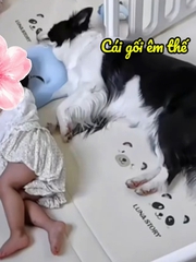 Chú chó dành chỗ ngủ với cô chủ siêu hài
