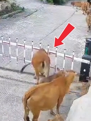 Chú bò cứng đầu nhất năm