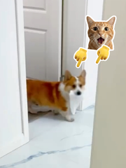 Chú chó giả vờ ngủ khi bị cô chủ bắt quả tang đang phá phách