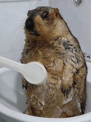 Khi sóc đất marmot cũng đi... 'bán quạt', có gì để coi?