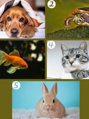 Quiz: Bạn tốt bụng hay là người sống theo nguyên tắc?