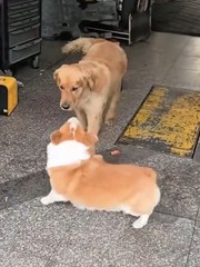 Mọi chuyện đều được giải quyết sau tấm kính