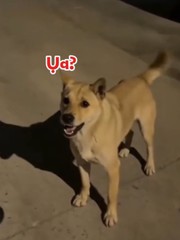 Ngại hết cả chó