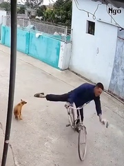 Thanh niên ngã sấp mặt vì trêu chó