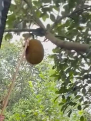 Bí kíp hái mít nhanh gọn, ăn không cần lột vỏ