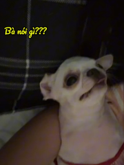 Chú chó điệu đà nổi cáu khi bị chê xấu