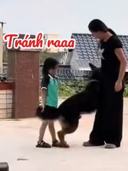 Chú chó thông minh biết bảo vệ cô chủ