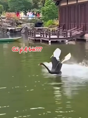 Bầy thiên nga ngơ ngác với 'đồng loại' lao như tên lửa