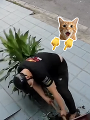 Tên trộm nhổ cây phát tài để lấy chậu kiểng