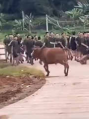 Thanh niên đi bộ sau đoàn bị bò rượt chạy 'trối chết'