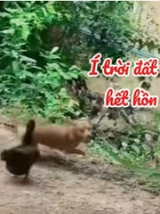 Chú chó chạy té khói vì bị vịt đuổi