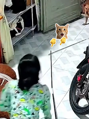 Chồng bất lực nhìn chiếc cần câu yêu quý gãy ngay trước mắt