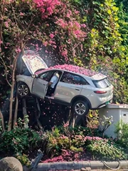 SUV 'đỗ’ trên cây sau chặng đường trải... hoa hồng