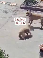 Chú chó hổ báo bị đồng bọn dạy cho bài học nhớ đời