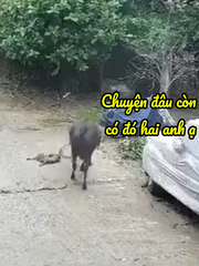 Bò chạy đến giảng hòa khi thấy hai con mèo đánh nhau