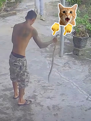 Anh chồng khiến vợ con trầm trồ khi tung skill tay không bắt rắn
