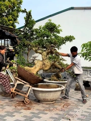 Màn hạ cây kiểng vào chậu đi vào lòng đất