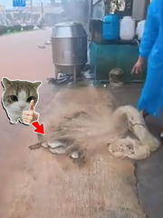 Người đàn ông 'bội thu' khi tung lưới xuống đường phố ngập nước