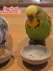 Chú chim giận dỗi vì bị ông chủ trêu