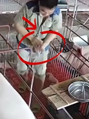 Ông chủ nhanh tay cứu heo con thoát nạn