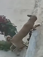 Ngại hết cả 'cậu vàng'