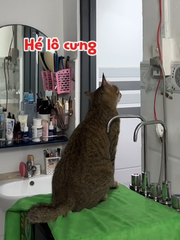 Chú chuột hóa đá khi thấy mèo