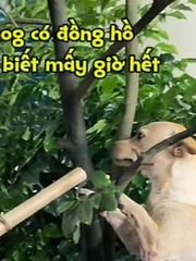 Chú chó bị phạt vì đi chơi về muộn